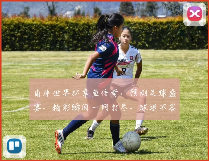 南非世界杯章鱼传奇，预测足球盛宴，精彩瞬间一网打尽，球迷不容错过